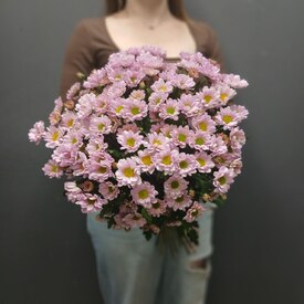 Букет из 15 кустовой хризантемы Сантинии