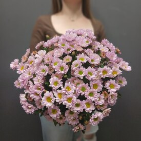 Букет из 15 кустовой хризантемы Сантинии