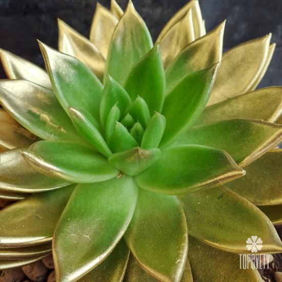 Композиция № 29