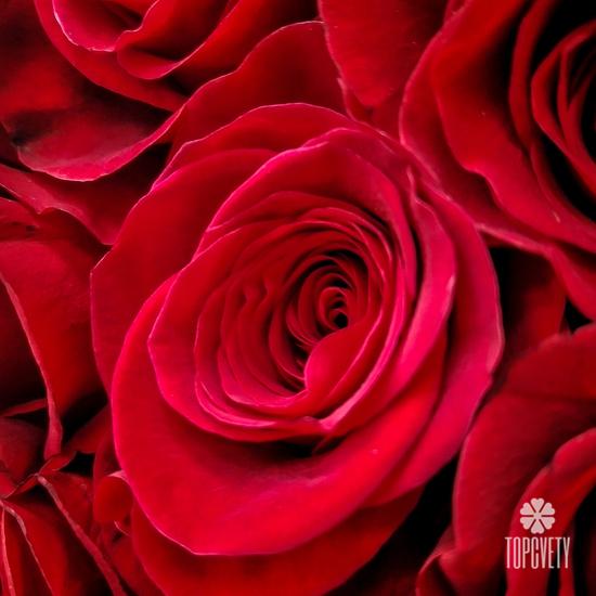 Букет из 101 красной розы Фридом 70см