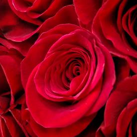 Букет из 101 красной розы Фридом 70см