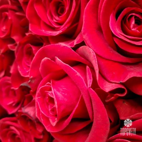 Букет из 101 красной розы Фридом 70см