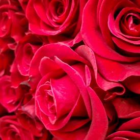 Букет из 101 красной розы Фридом 70см