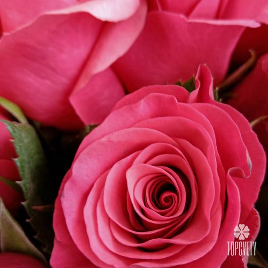 Букет из 51 розовой розы в коробке