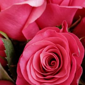 Букет из 51 розовой розы в коробке