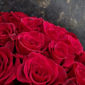 Букет из 101 красной розы Фридом в коробке