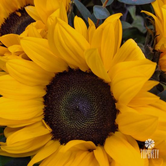 Букет из 15 подсолнухов