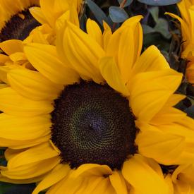 Букет из 15 подсолнухов