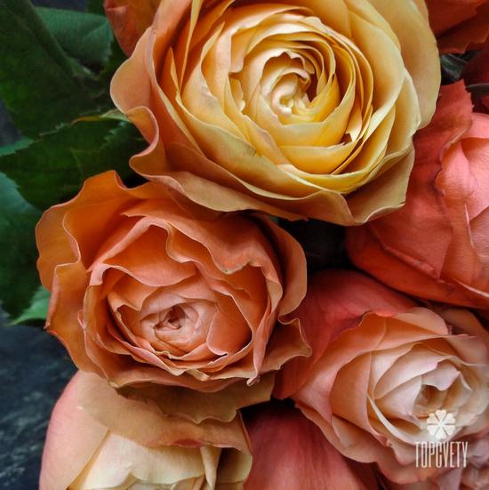 Букет из 17 пионовидных роз Кахала 60см