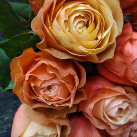 Букет из 17 пионовидных роз Кахала 60см