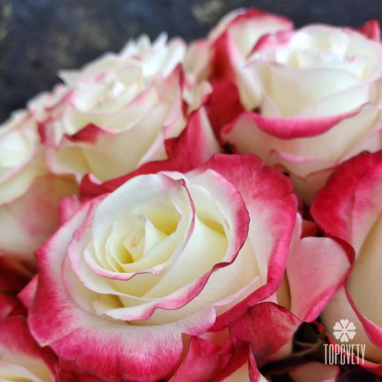 Букет из 31 бело-розовой розы в коробке