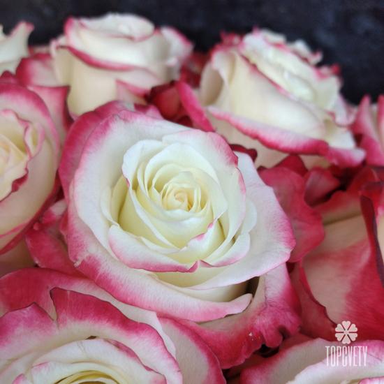 Букет из 31 бело-розовой розы в коробке