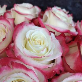 Букет из 31 бело-розовой розы в коробке