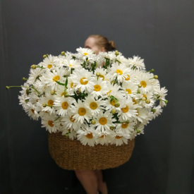 Композиция из 125 ромашек в корзине