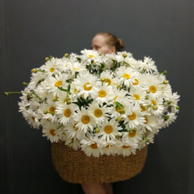 Композиция из 125 ромашек в корзине