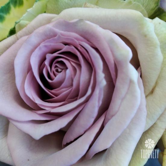 Букет из роз гербер и тюльпанов в коробке 