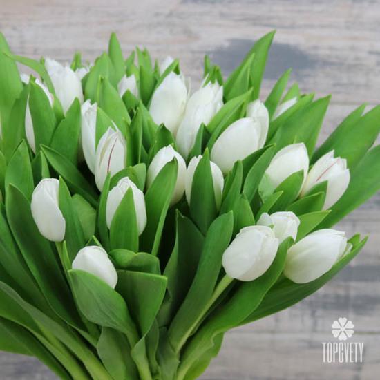 Букет из 31 белого тюльпана 