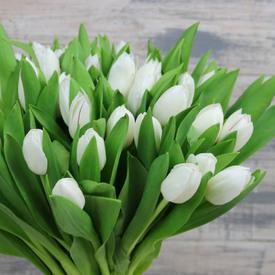 Букет из 31 белого тюльпана 