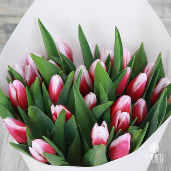 Букет из 25 бело-розовых тюльпанов 