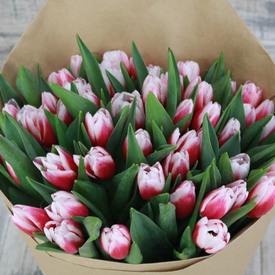 Букет из 45 бело-розовых тюльпанов 