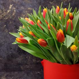 Букет из 101 желто-красного тюльпана в коробке 