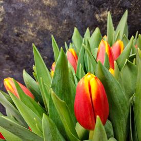 Букет из 101 желто-красного тюльпана в коробке 