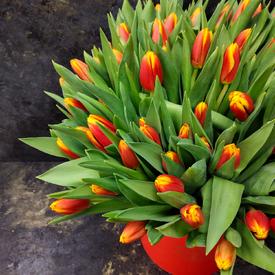 Букет из 101 желто-красного тюльпана в коробке 