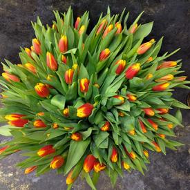 Букет из 101 желто-красного тюльпана в коробке 