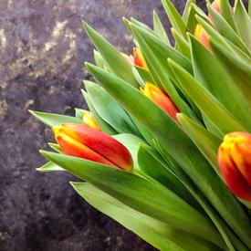 Букет из 101 желто-красного тюльпана в коробке 