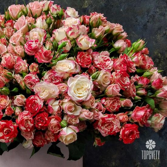 Композиция из 75 кустовых роз в коробке