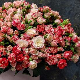 Композиция из 75 кустовых роз в коробке