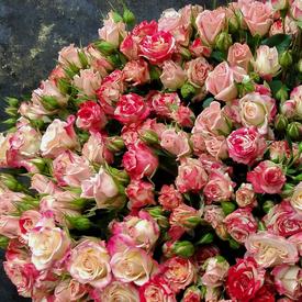 Композиция из 75 кустовых роз в коробке