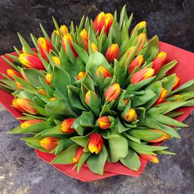 Букет из 51 желто-красного тюльпана
