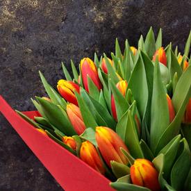 Букет из 51 желто-красного тюльпана