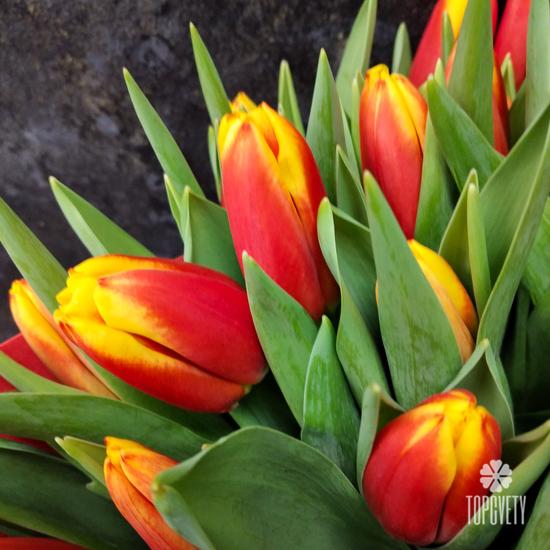 Букет из 51 желто-красного тюльпана