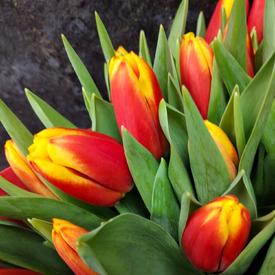 Букет из 51 желто-красного тюльпана