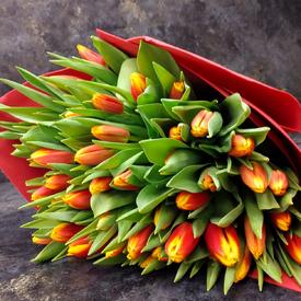 Букет из 51 желто-красного тюльпана