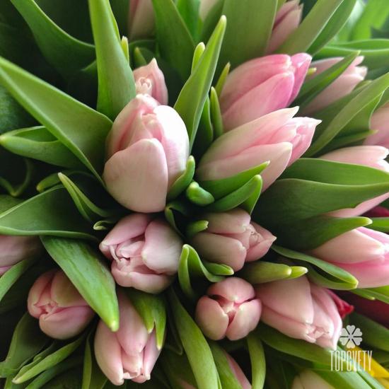 Букет из 101 розового тюльпана в коробке 