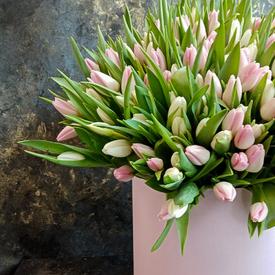 Букет из 101 розового тюльпана в коробке 