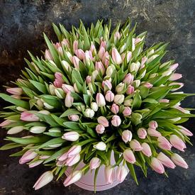 Букет из 101 розового тюльпана в коробке 