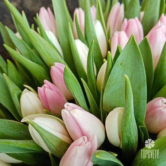 Букет из 101 розового тюльпана в коробке 