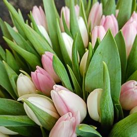 Букет из 101 розового тюльпана в коробке 