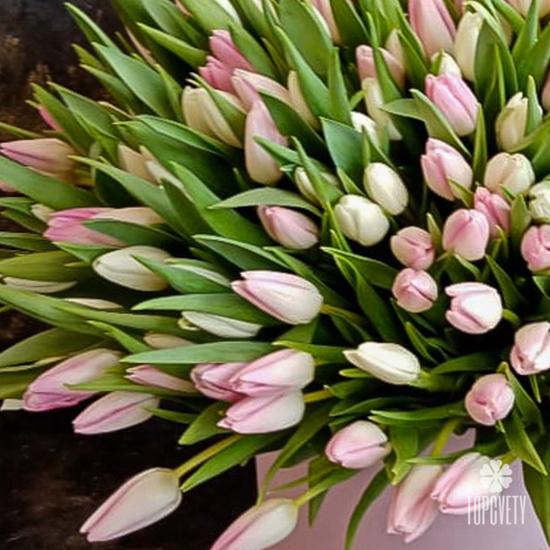 Букет из 101 розового тюльпана в коробке 