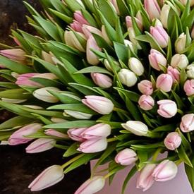 Букет из 101 розового тюльпана в коробке 