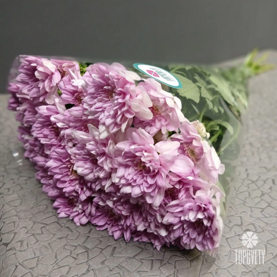 Хризантема кустовая в пачке