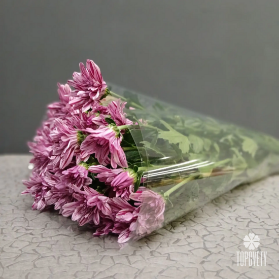 Хризантема кустовая в пачке