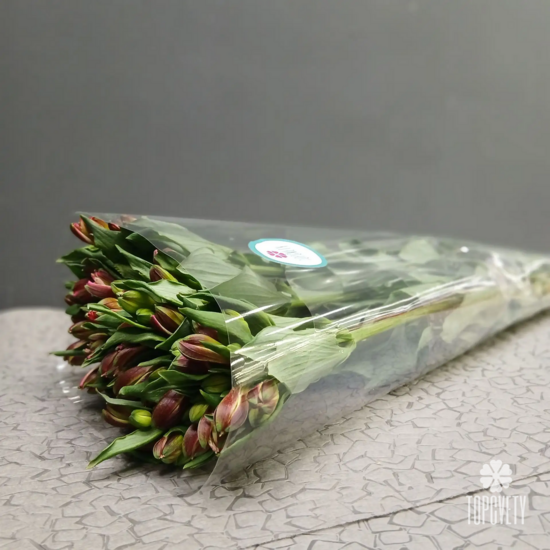 Альстромерия в пачке