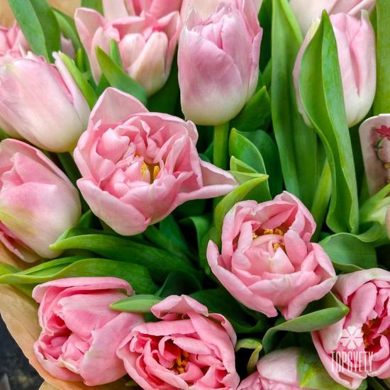 Букет из 35 розовых пионовидных тюльпанов 