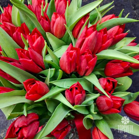 Букет из 35 красных тюльпанов