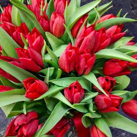 Букет из 35 красных тюльпанов